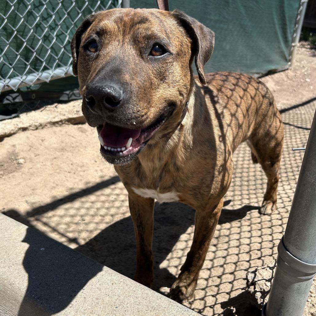 Enlarge Kendrick, a Adoptable Mixed Breed in Flagstaff, AZ image 1/5