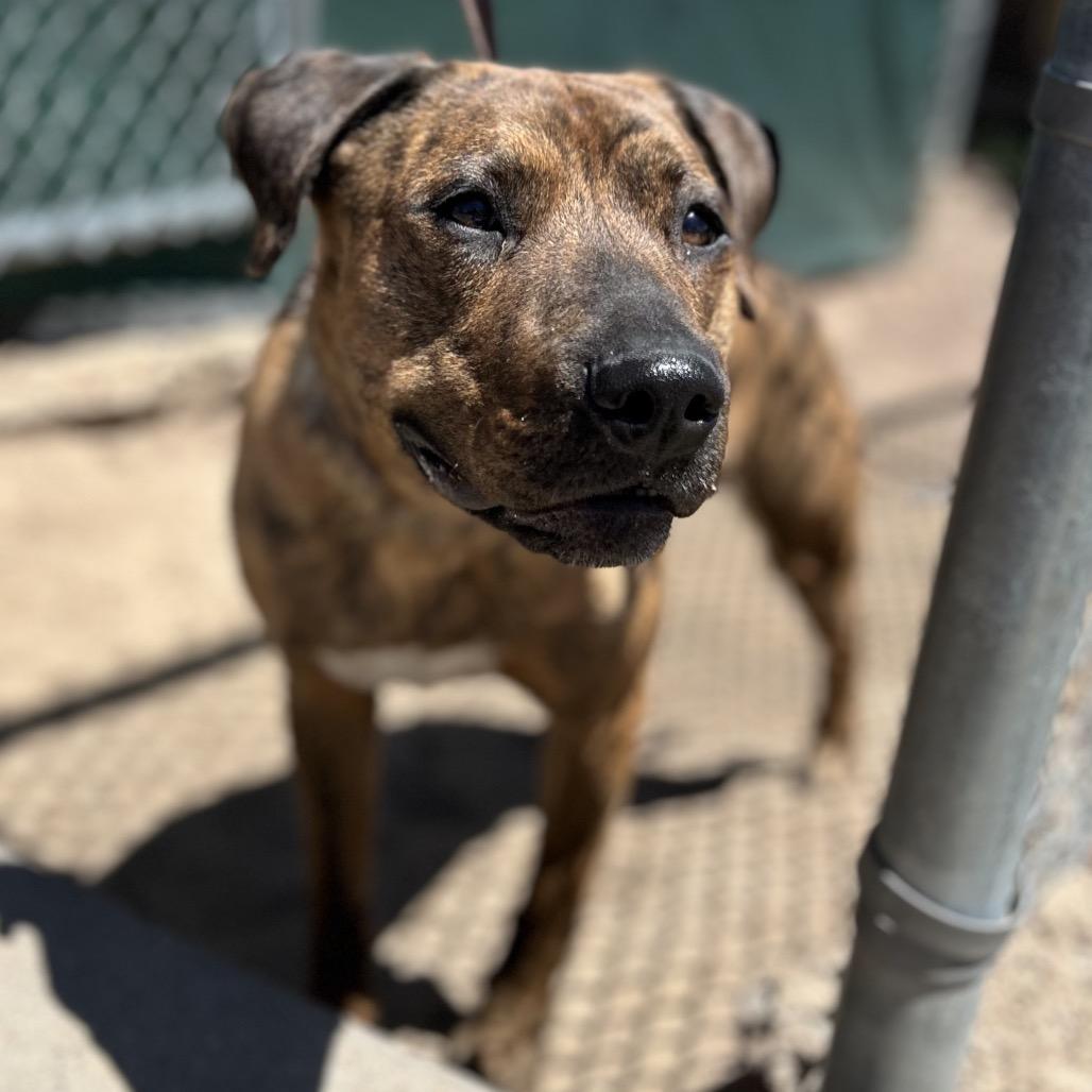Enlarge Kendrick, a Adoptable Mixed Breed in Flagstaff, AZ image 2/5