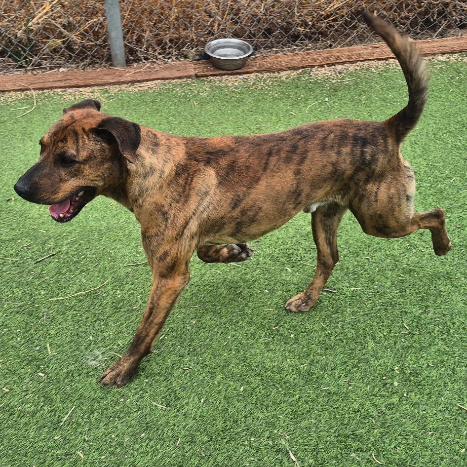 Enlarge Kendrick, a Adoptable Mixed Breed in Flagstaff, AZ image 3/5