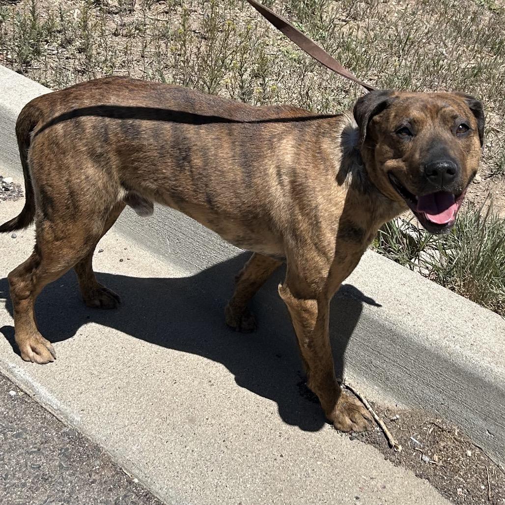 Enlarge Kendrick, a Adoptable Mixed Breed in Flagstaff, AZ image 4/5