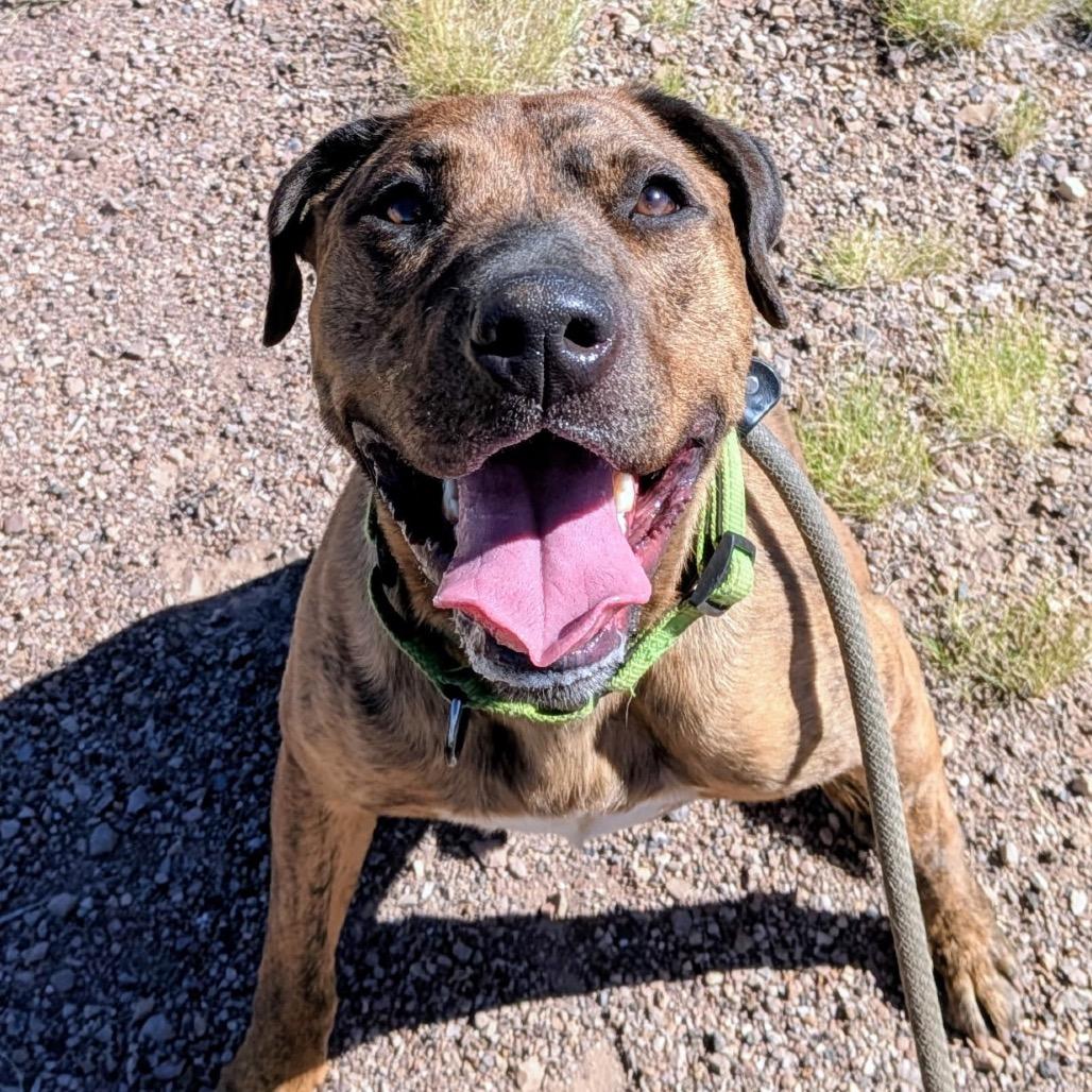 Enlarge Kendrick, a Adoptable Mixed Breed in Flagstaff, AZ image 5/5