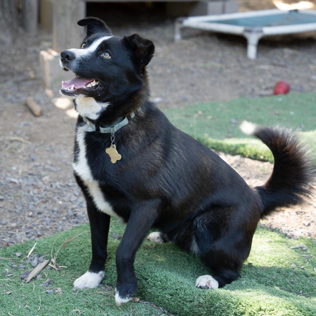 Enlarge OBSIDIAN, a Adoptable mixed breed in Point Richmond, CA image 1/4