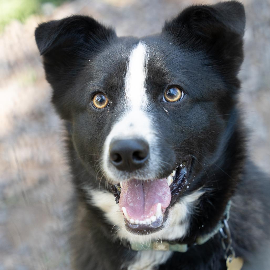 Enlarge OBSIDIAN, a Adoptable mixed breed in Point Richmond, CA image 2/4