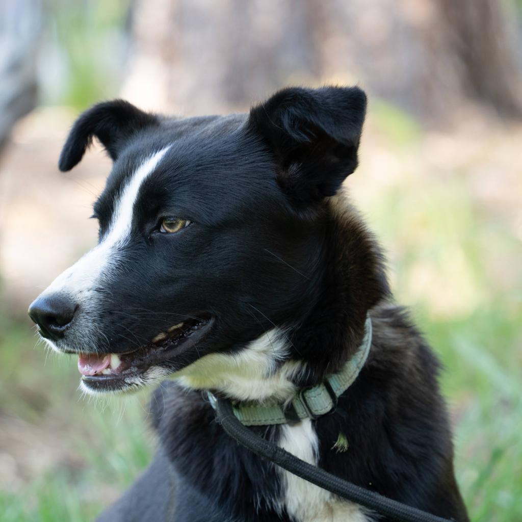 Enlarge OBSIDIAN, a Adoptable mixed breed in Point Richmond, CA image 3/4