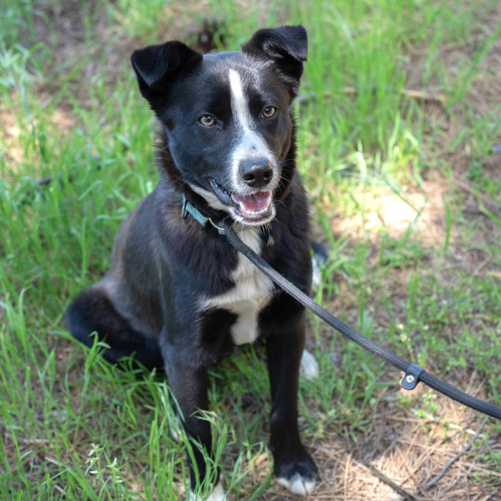 Enlarge OBSIDIAN, a Adoptable mixed breed in Point Richmond, CA image 4/4