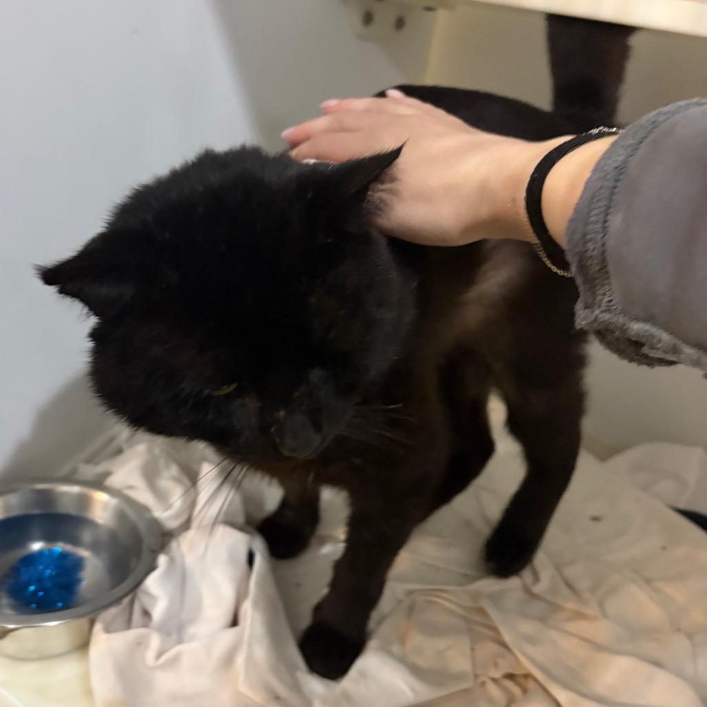 Catfish — thumbnail 2