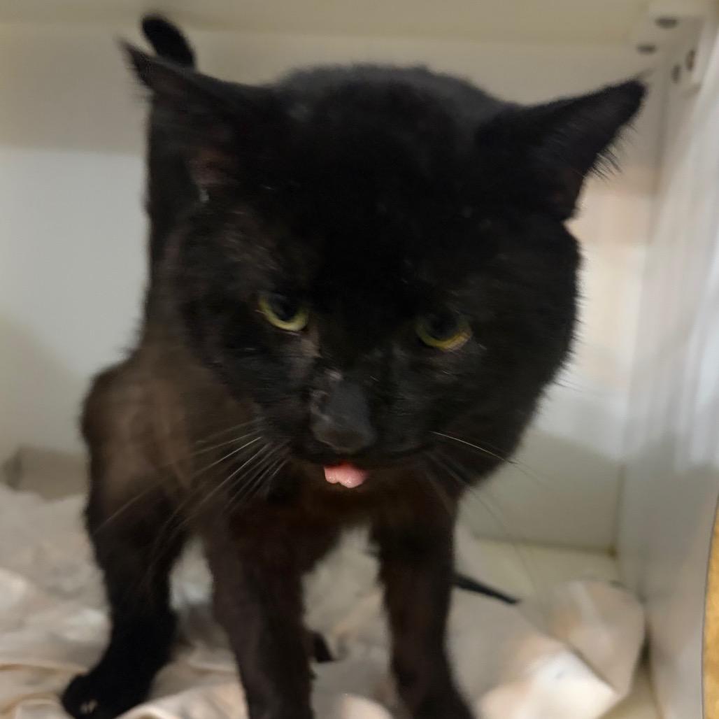 Catfish — thumbnail 3