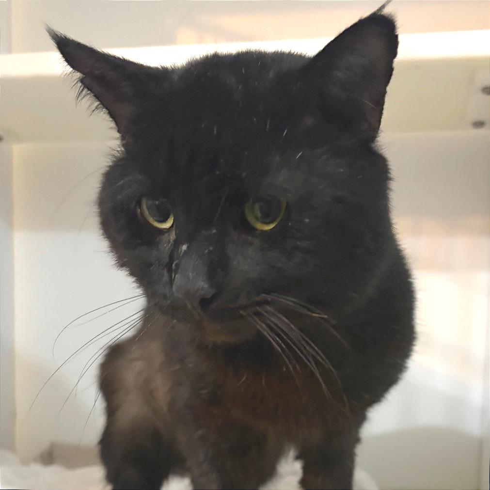 Catfish — thumbnail 4