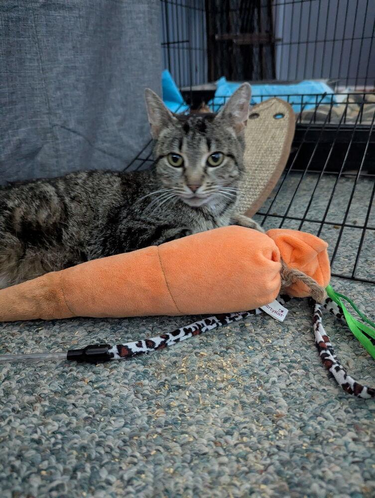 Hollywood, a Adoptable Domestic Short Hair in Oak Park, MI image 1/4