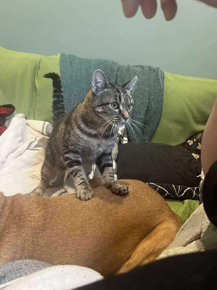 Hollywood, a Adoptable Domestic Short Hair in Oak Park, MI image 2/4