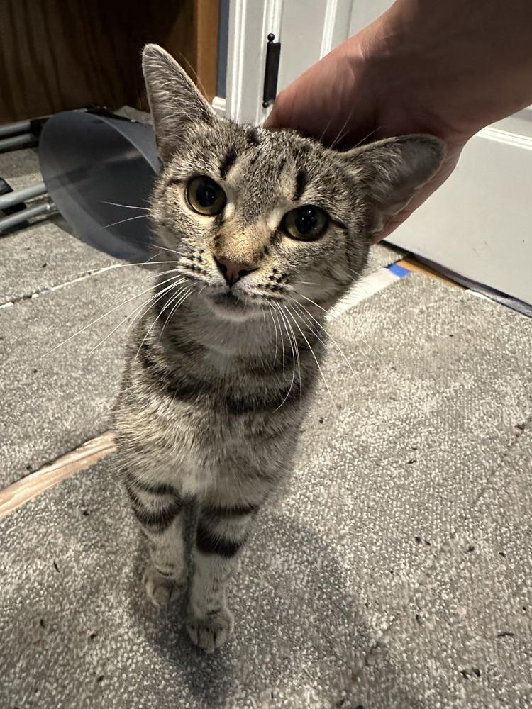 Hollywood, a Adoptable Domestic Short Hair in Oak Park, MI image 3/4