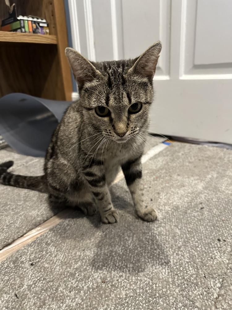 Hollywood, a Adoptable Domestic Short Hair in Oak Park, MI image 4/4