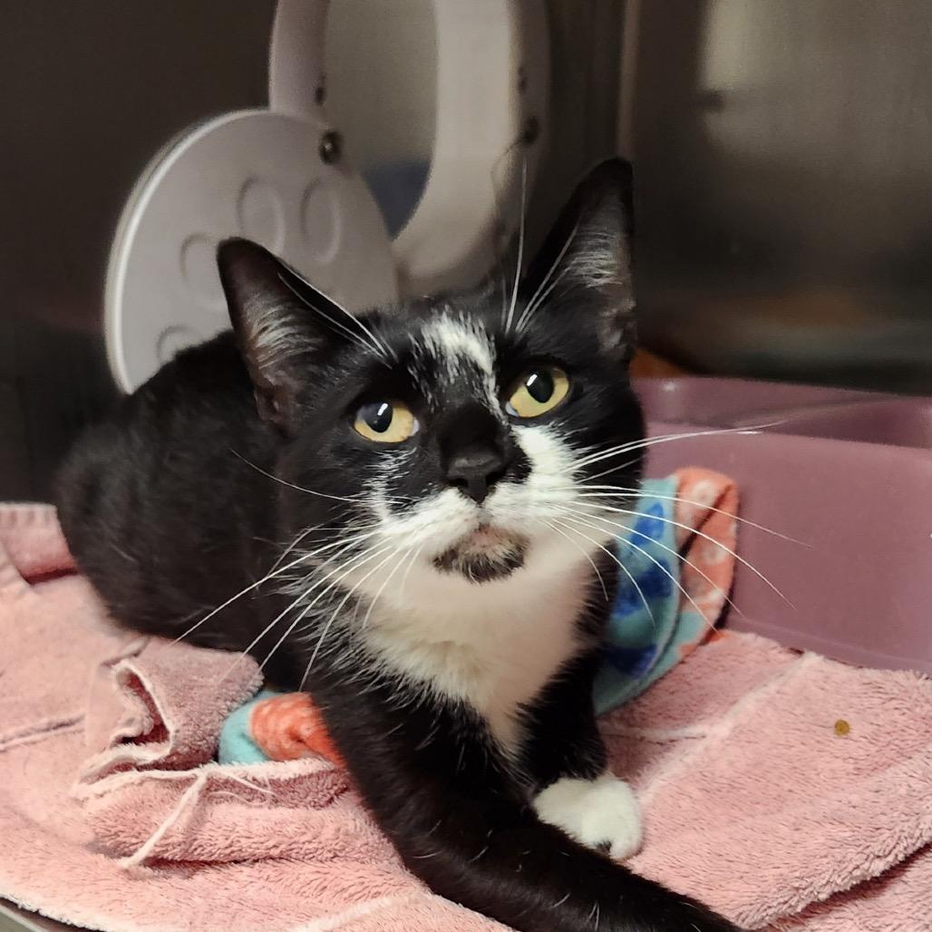 Judy Bloom, Adoptable, Young Female American Shorthair.