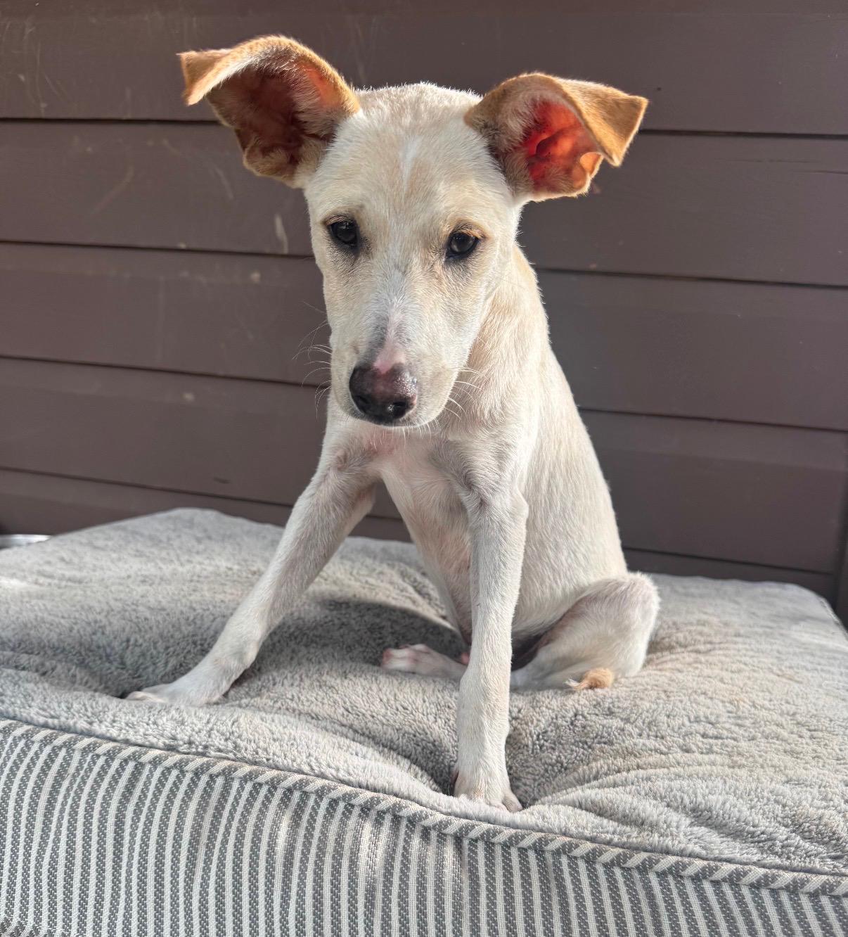Charlie - The Big-Eared Sweetie Pie, Adoptable, Puppy Male Carolina Dog & Whippet.