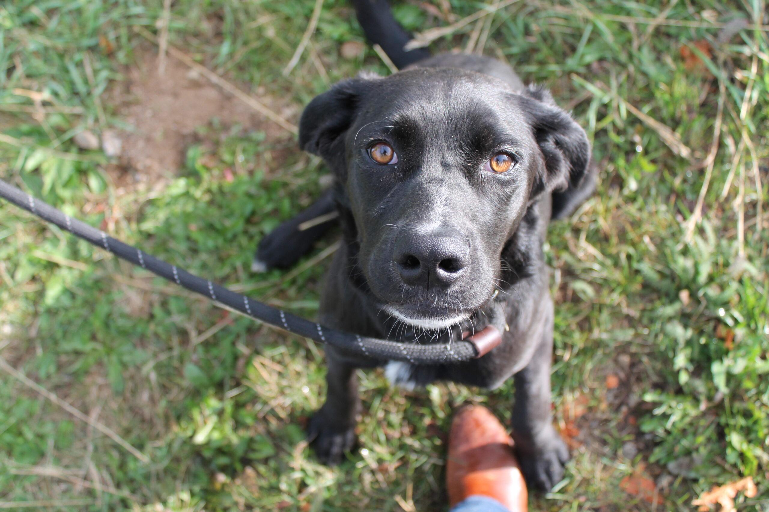 Gabriella, Adoptable, Young Female Mixed Breed.