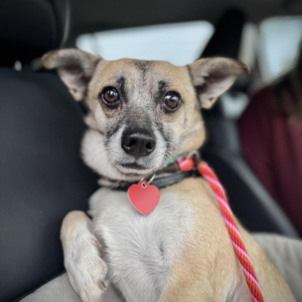 Enlarge Marty Supreme, a Adoptable mixed breed in Los Angeles, CA image 3/6