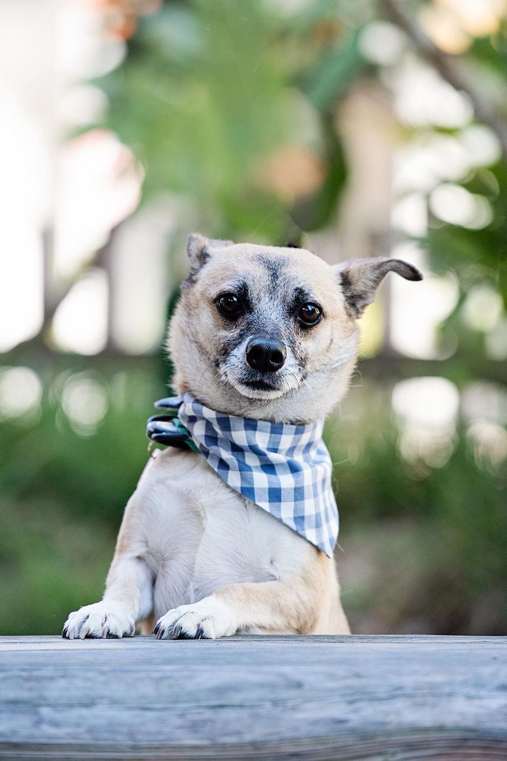 Enlarge Marty Supreme, a Adoptable mixed breed in Los Angeles, CA image 1/6