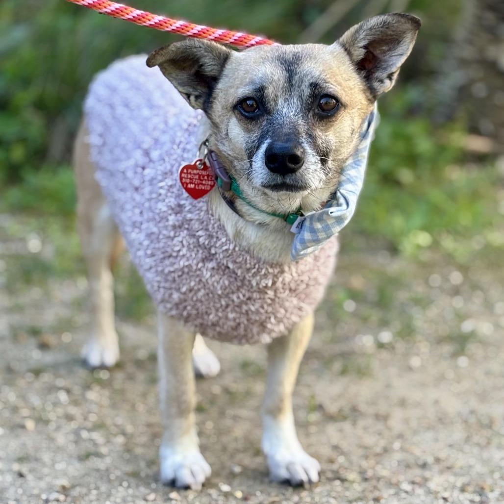 Enlarge Marty Supreme, a Adoptable mixed breed in Los Angeles, CA image 2/6