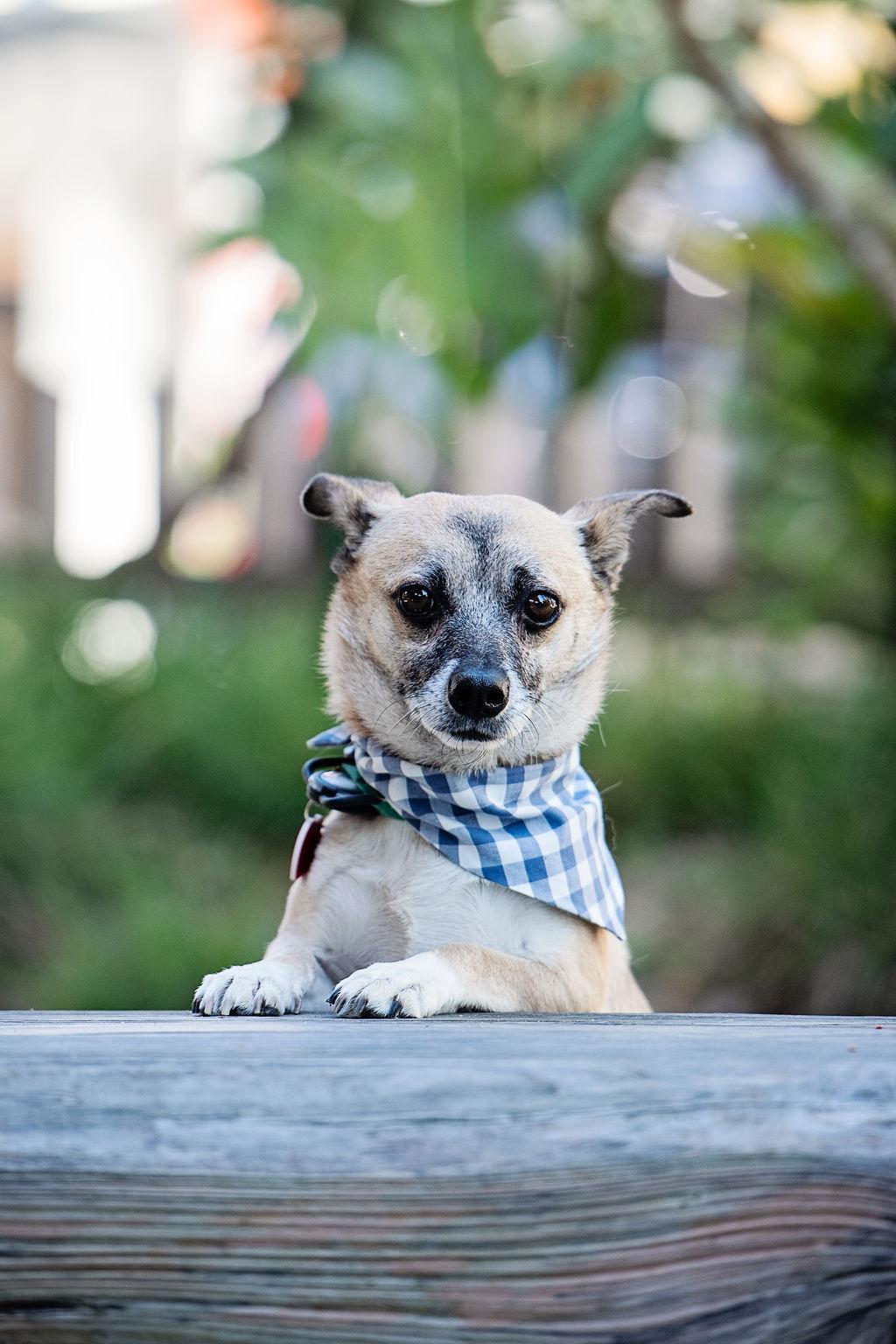 Enlarge Marty Supreme, a Adoptable mixed breed in Los Angeles, CA image 6/6