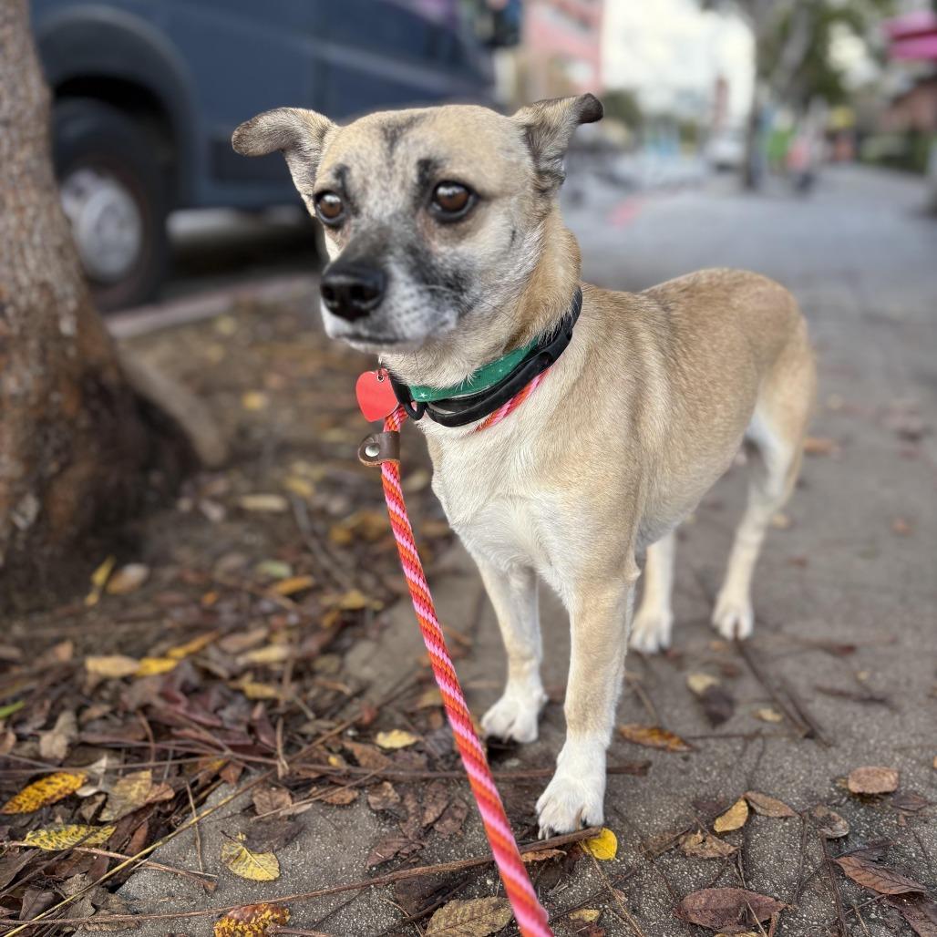 Enlarge Marty Supreme, a Adoptable mixed breed in Los Angeles, CA image 4/6