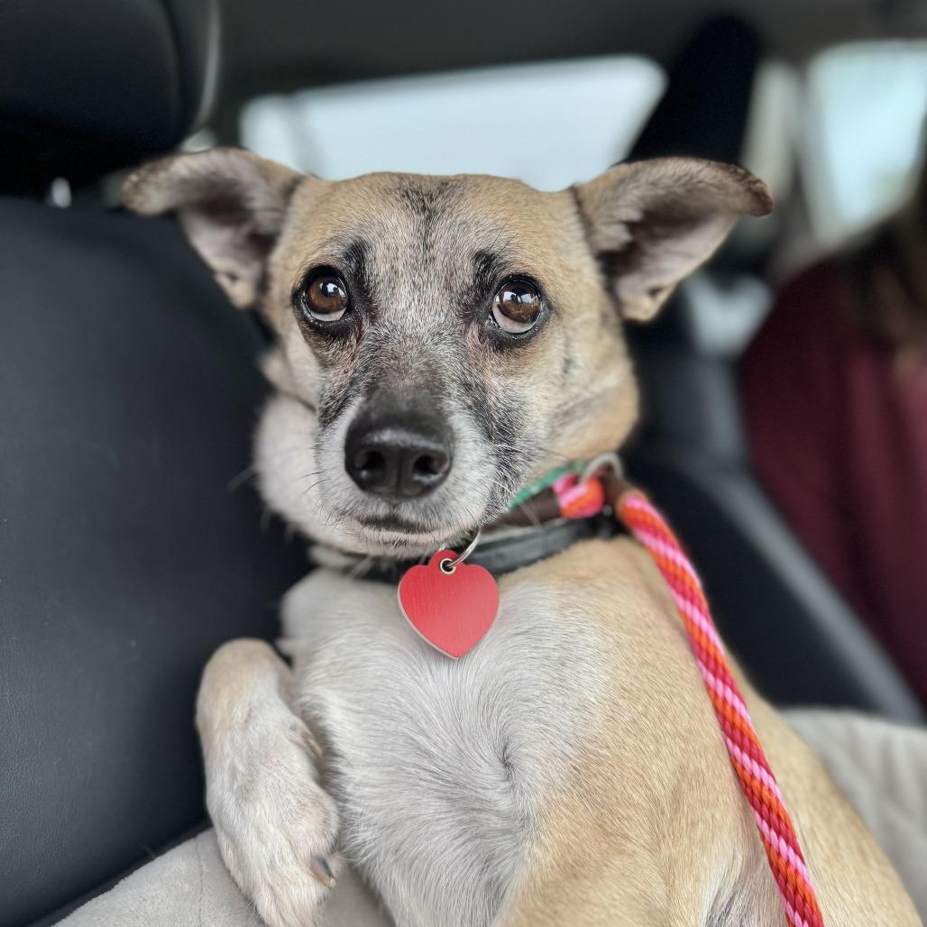 Enlarge Marty Supreme, a Adoptable mixed breed in Los Angeles, CA image 5/6