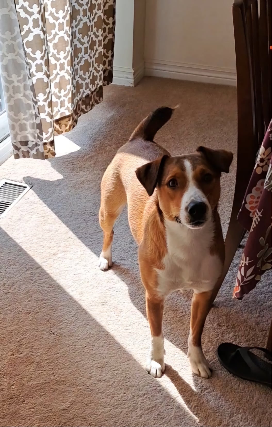 Milo, a Adoptable mixed breed in Oshawa, ON image 5/6