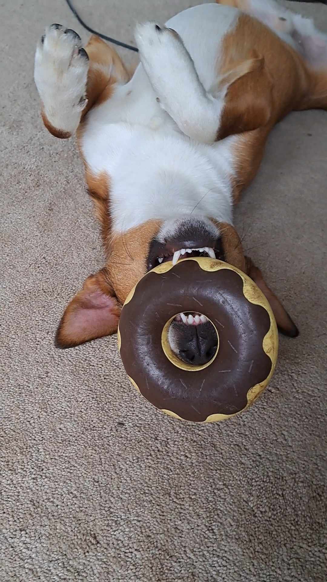 Milo, a Adoptable mixed breed in Oshawa, ON image 3/6