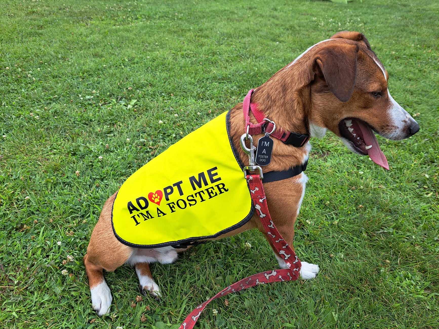 Milo, a Adoptable mixed breed in Oshawa, ON image 6/6