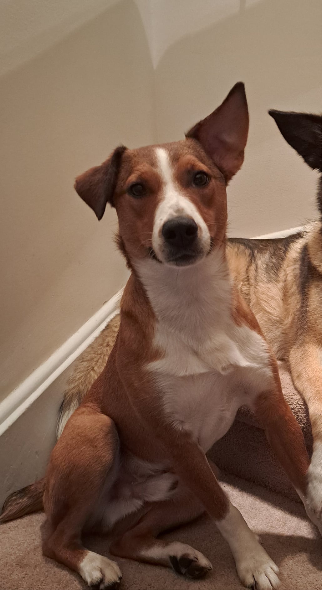 Milo, Adoptable, Adult Male Australian Shepherd & Jack Russell Terrier.