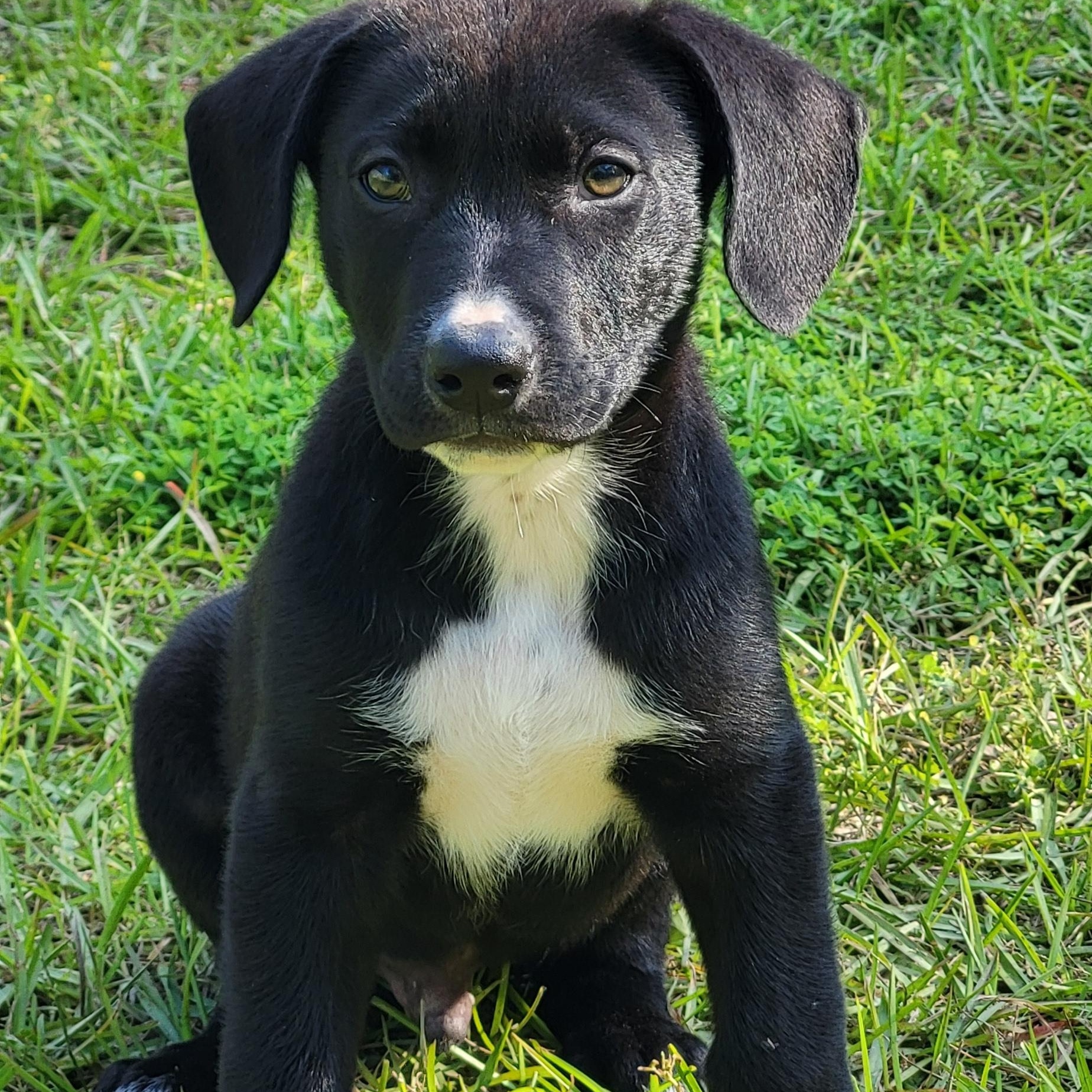 Jesse, ADOPTABLE, Puppy Male Mixed Breed.