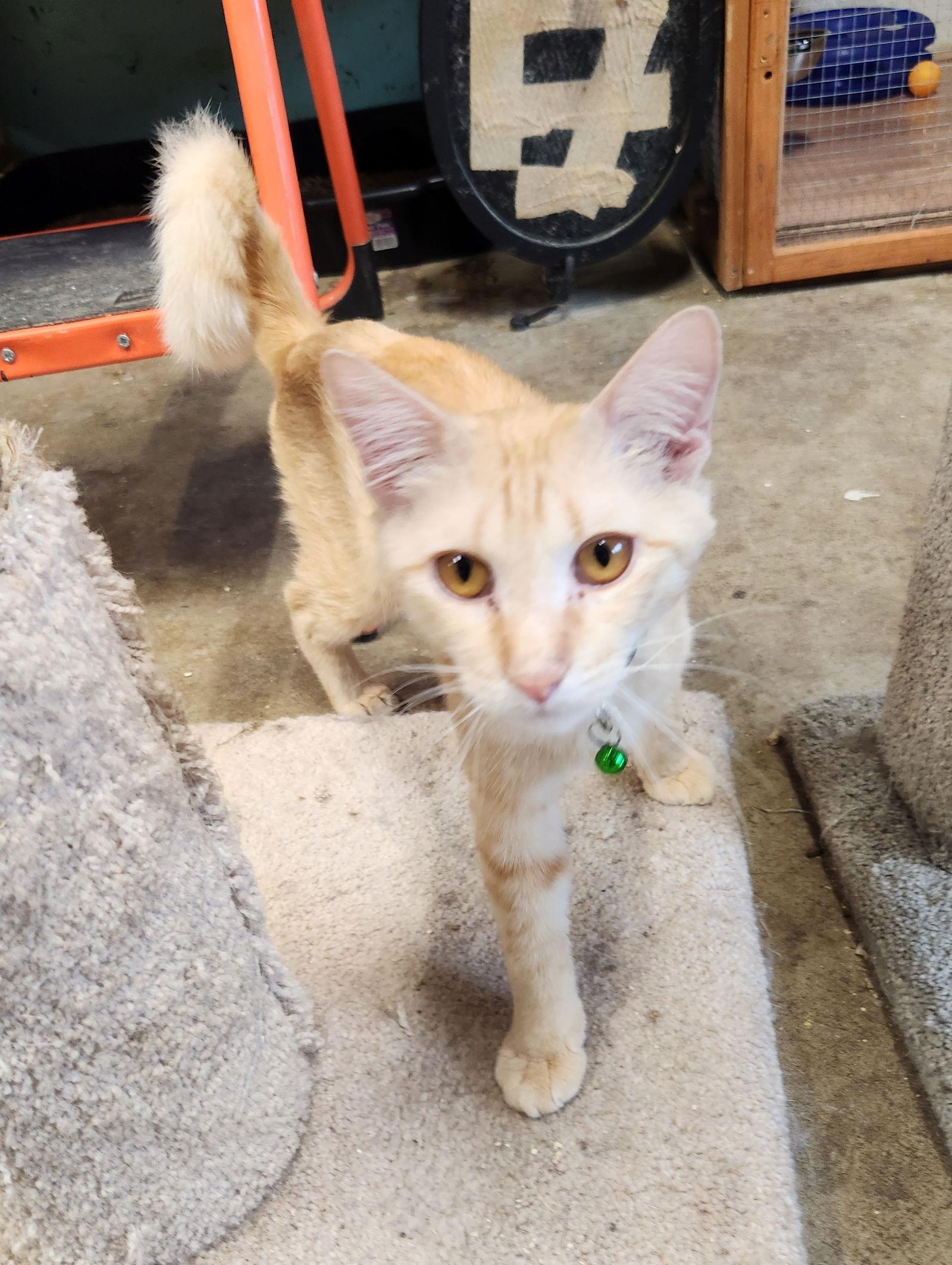 Jameson, Adoptable, Young Male Domestic Short Hair.