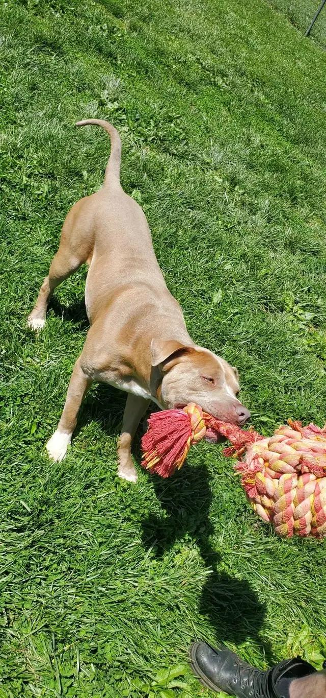 Enlarge Diesel, a Adoptable mixed breed in Westminster, MD image 2/6
