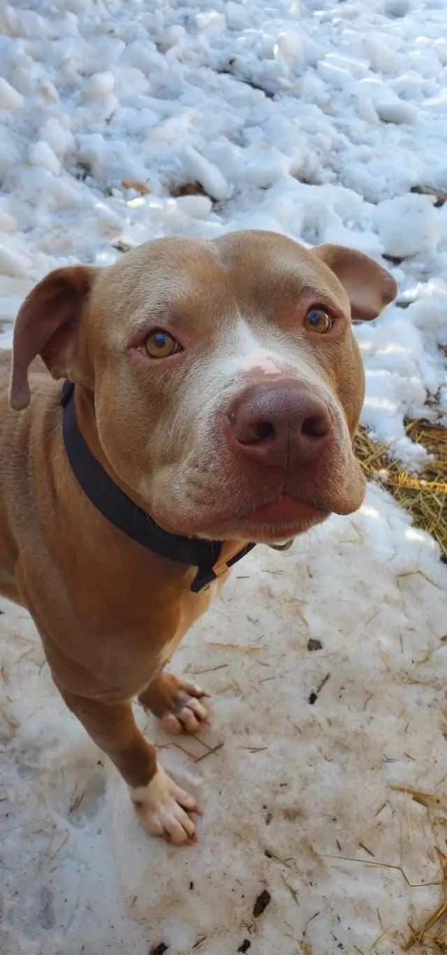Enlarge Diesel, a Adoptable mixed breed in Westminster, MD image 3/6