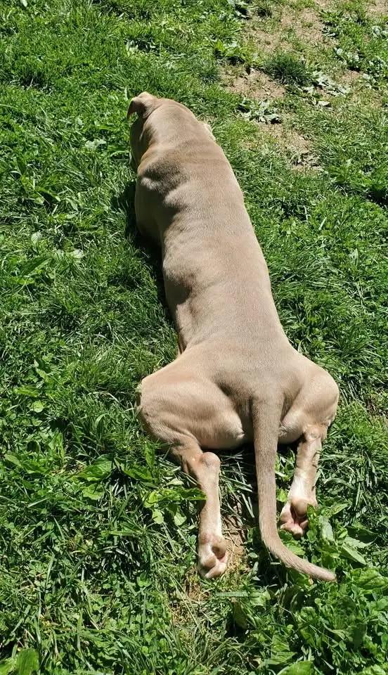 Enlarge Diesel, a Adoptable mixed breed in Westminster, MD image 5/6