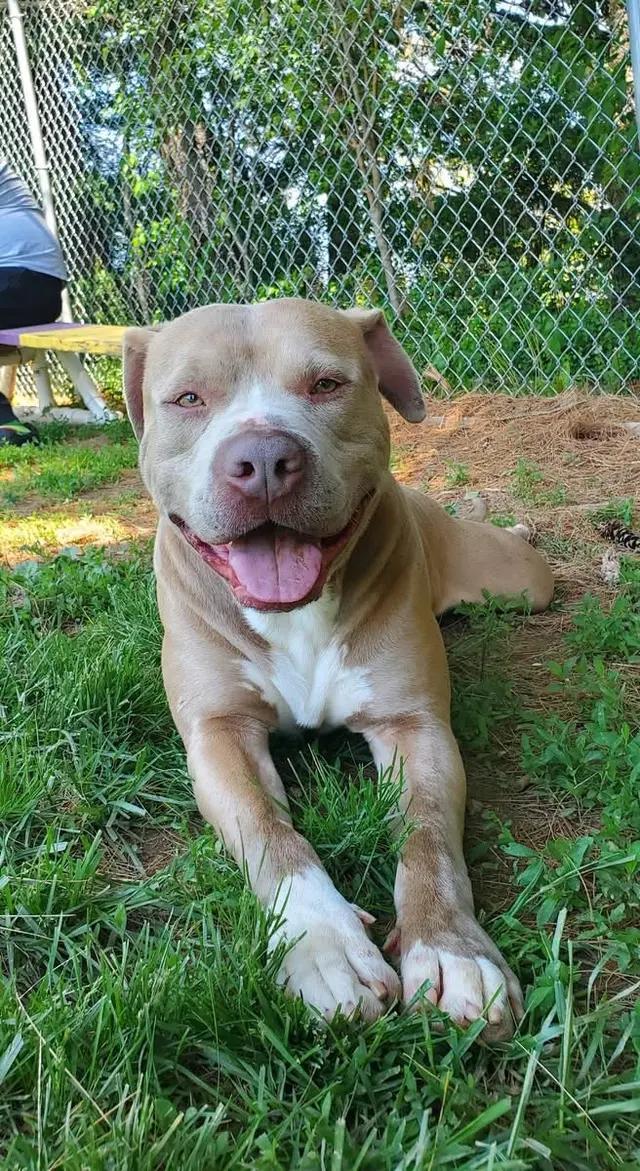Diesel, Adoptable, Young Male Pit Bull Terrier.