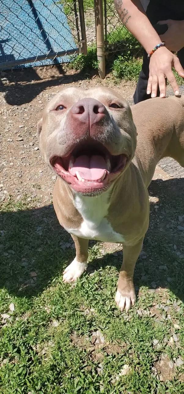 Enlarge Diesel, a Adoptable mixed breed in Westminster, MD image 4/6