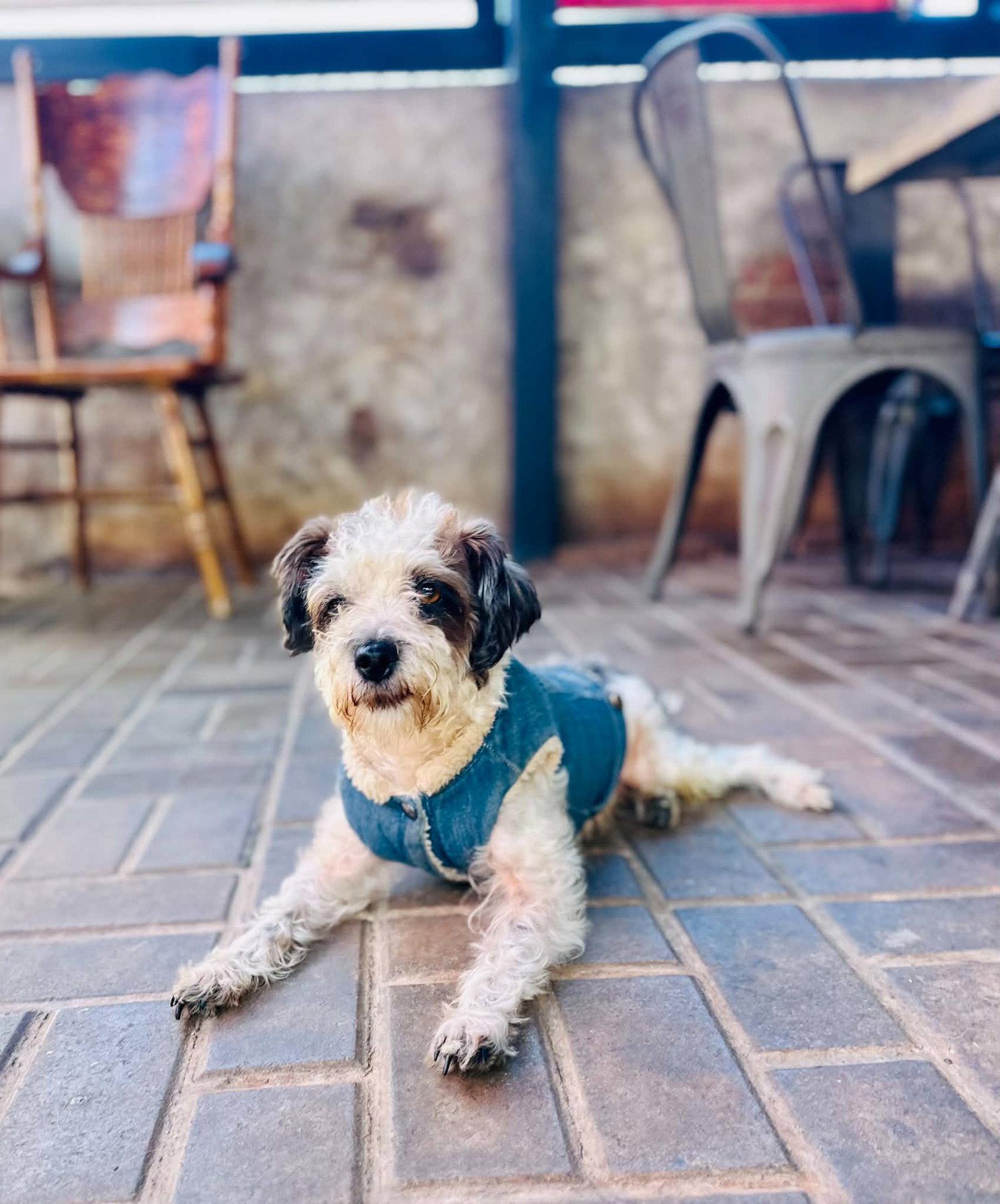 Sampson, Adoptable, Adult Male Maltese & Poodle.