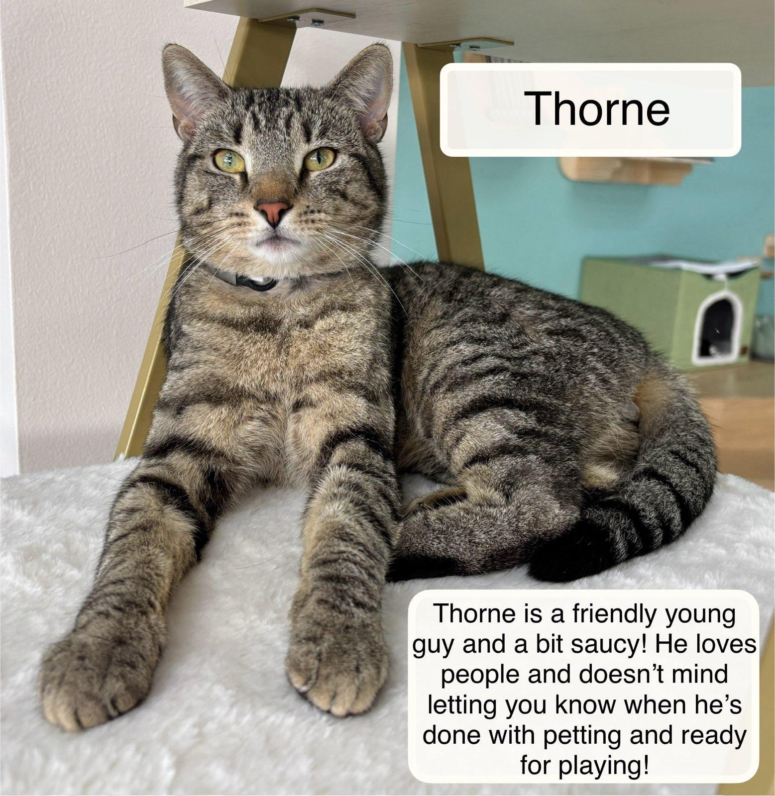 Enlarge Thorne at the Luna Cat Collective, a ADOPTABLE Domestic Short Hair in Ellicott City, MD image 2/3