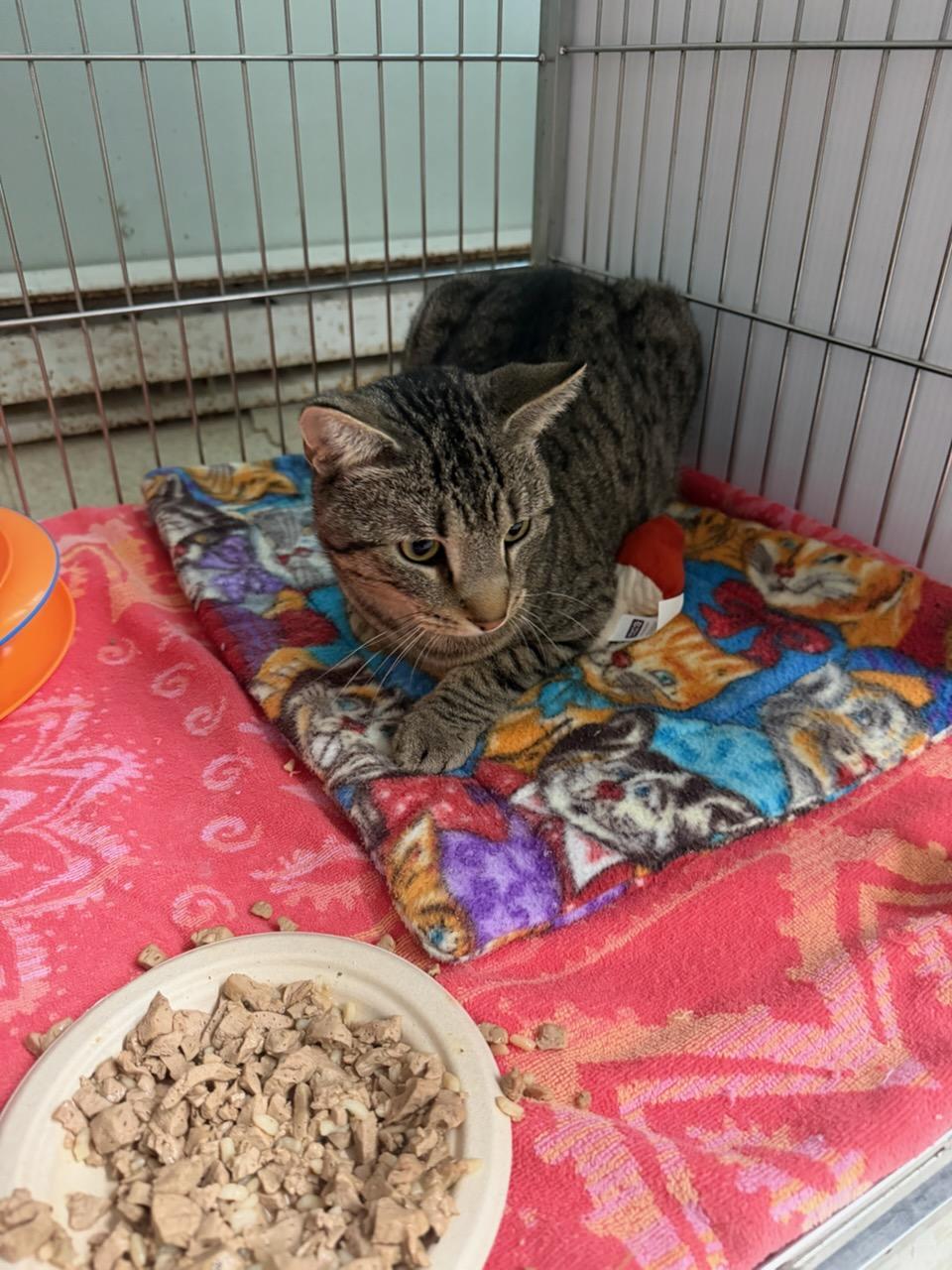 Enlarge Thorne at the Luna Cat Collective, a ADOPTABLE Domestic Short Hair in Ellicott City, MD image 3/3