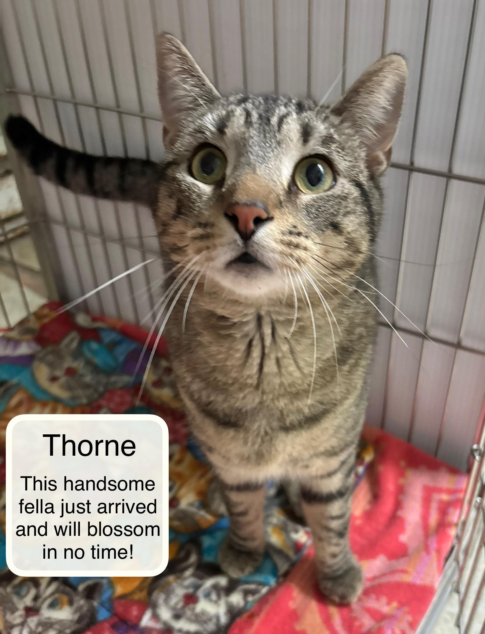 Thorne at the Luna Cat Collective, ADOPTABLE, Kitten Male Domestic Short Hair.