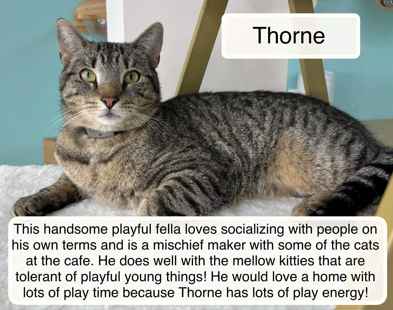 Enlarge Thorne at the Luna Cat Collective, a ADOPTABLE Domestic Short Hair in Ellicott City, MD image 1/3