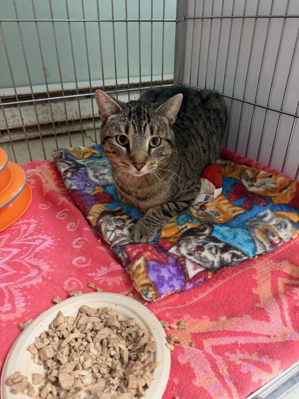 Enlarge Thorne at the Luna Cat Collective, a ADOPTABLE Domestic Short Hair in Ellicott City, MD image 2/3