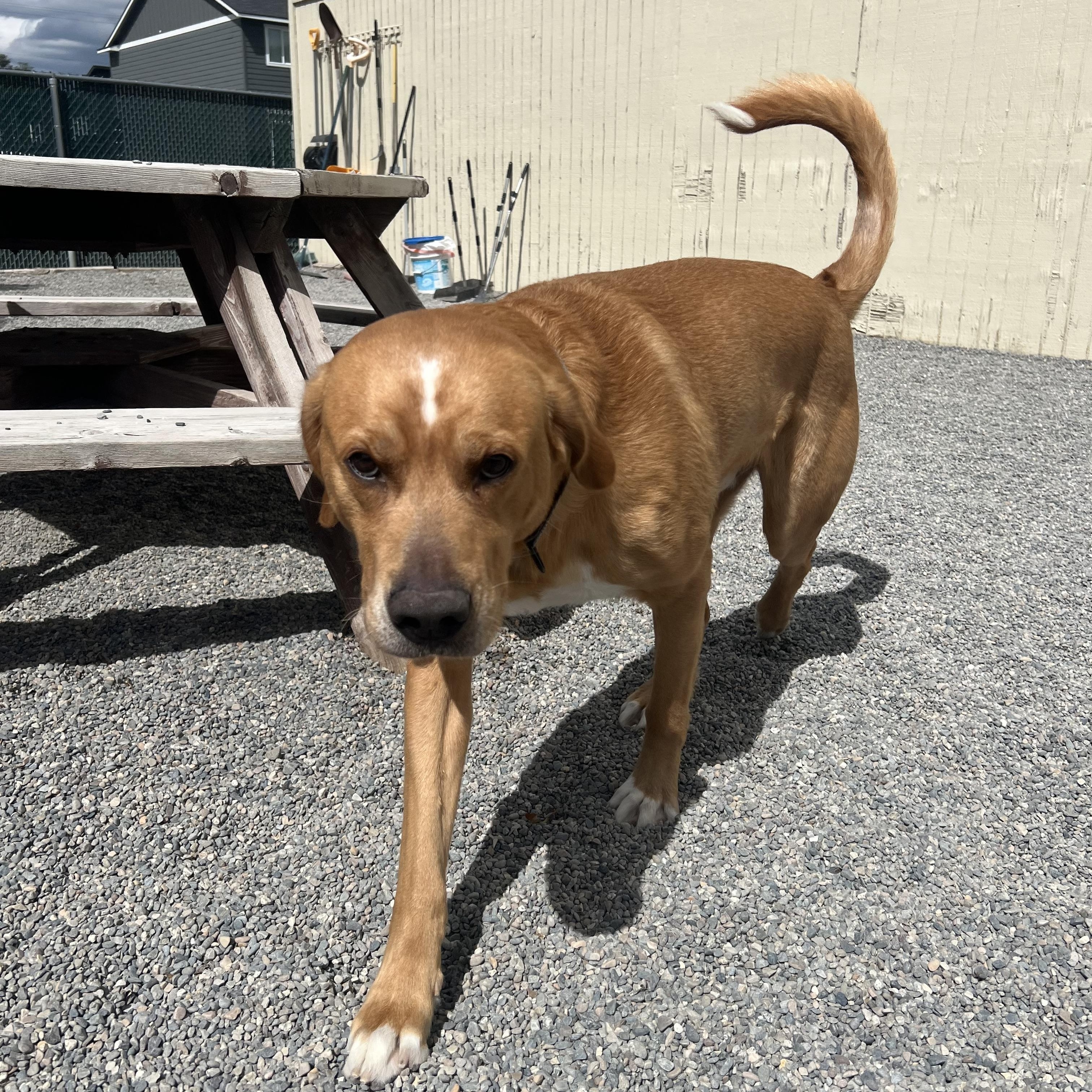 Missle, ADOPTABLE, Adult Male Goldador.