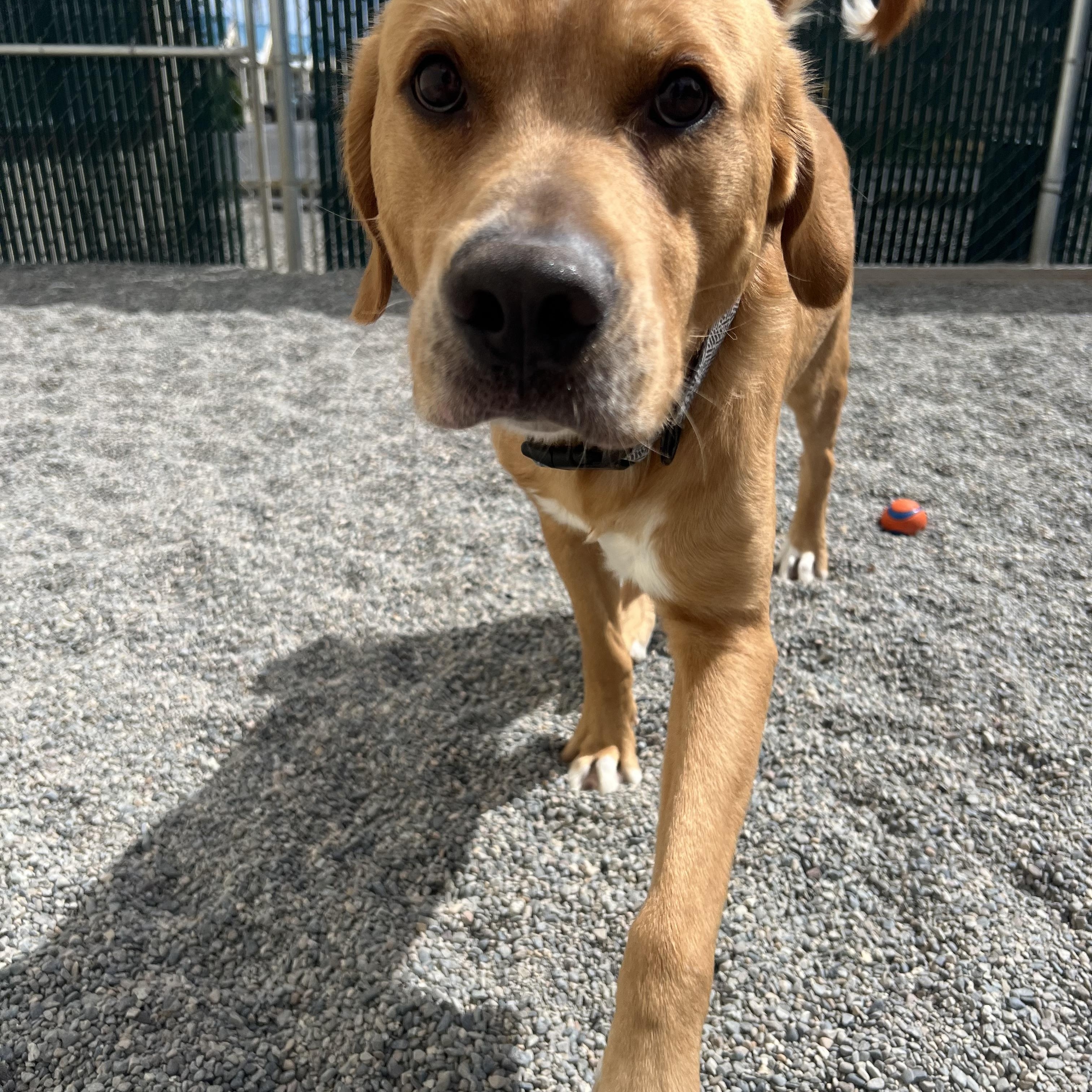 Missle, a ADOPTABLE Goldador in Spokane, WA image 1/2