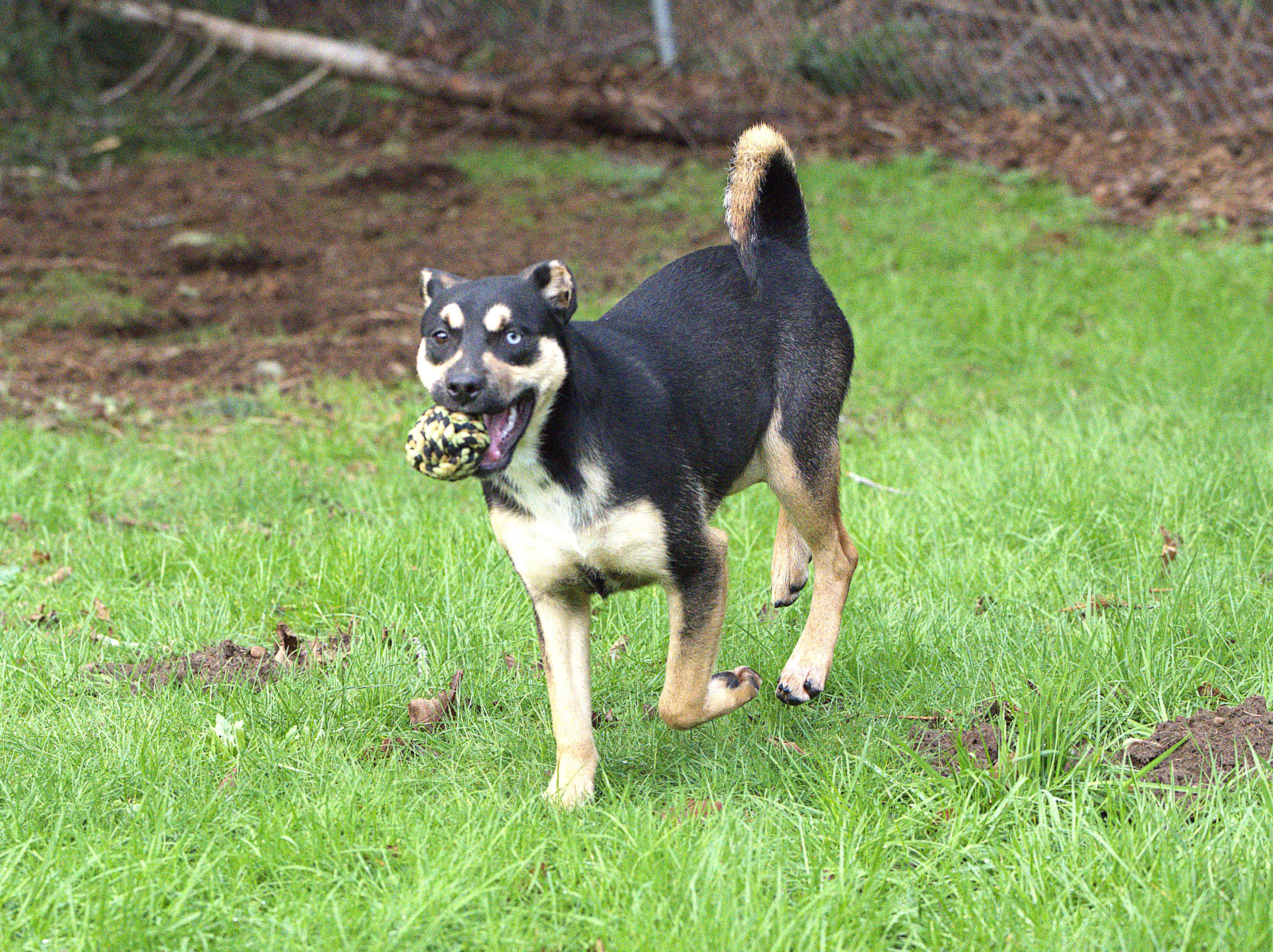 Enlarge Holly, a Adoptable mixed breed in Hoquiam, WA image 3/6