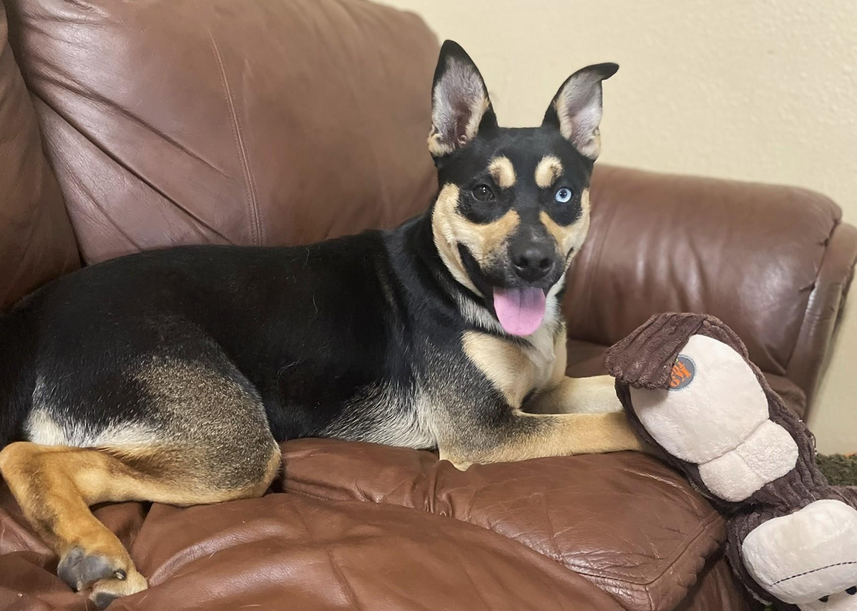 Enlarge Holly, a Adoptable mixed breed in Hoquiam, WA image 4/6