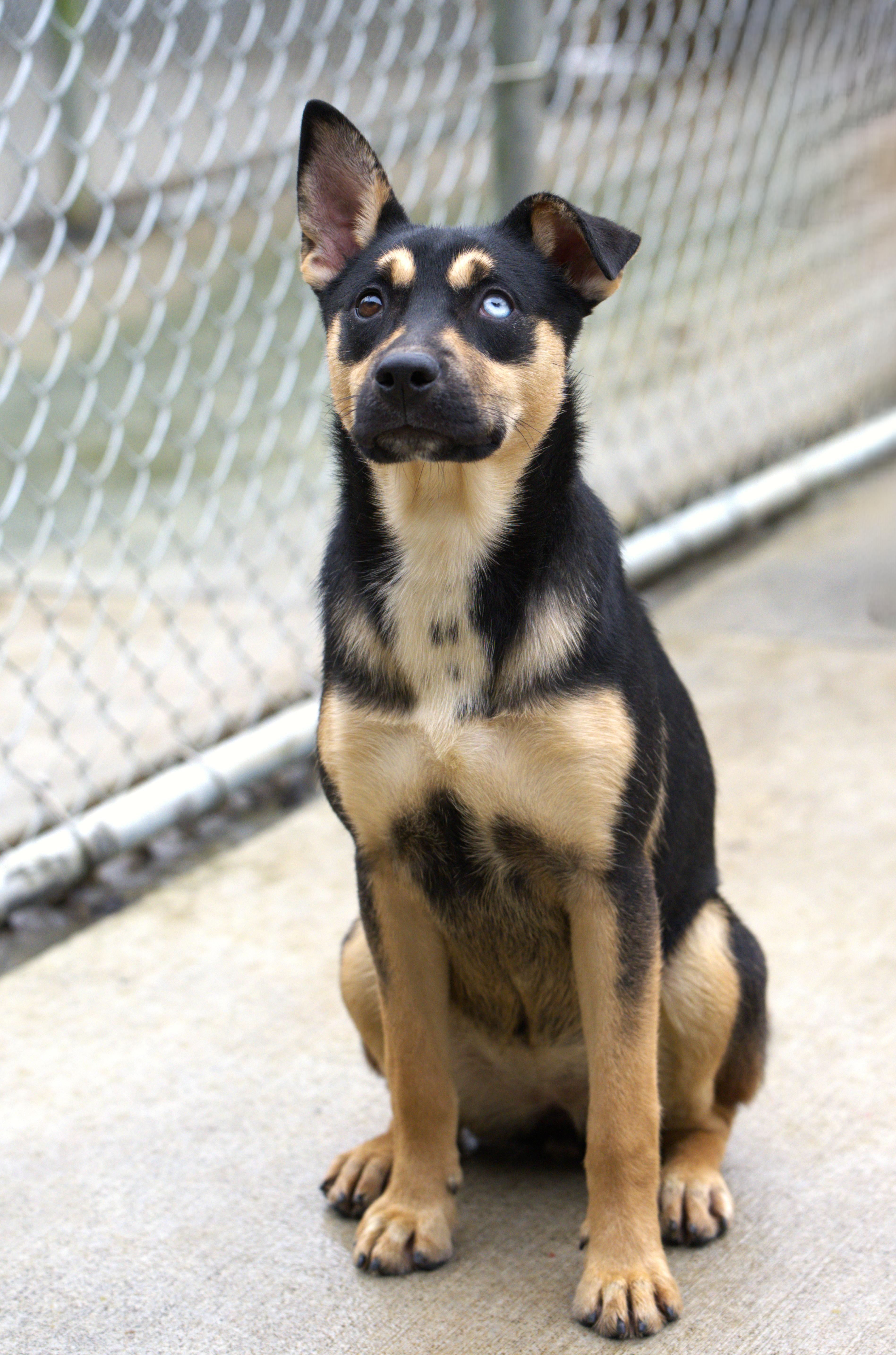 Enlarge Holly, a Adoptable mixed breed in Hoquiam, WA image 2/6