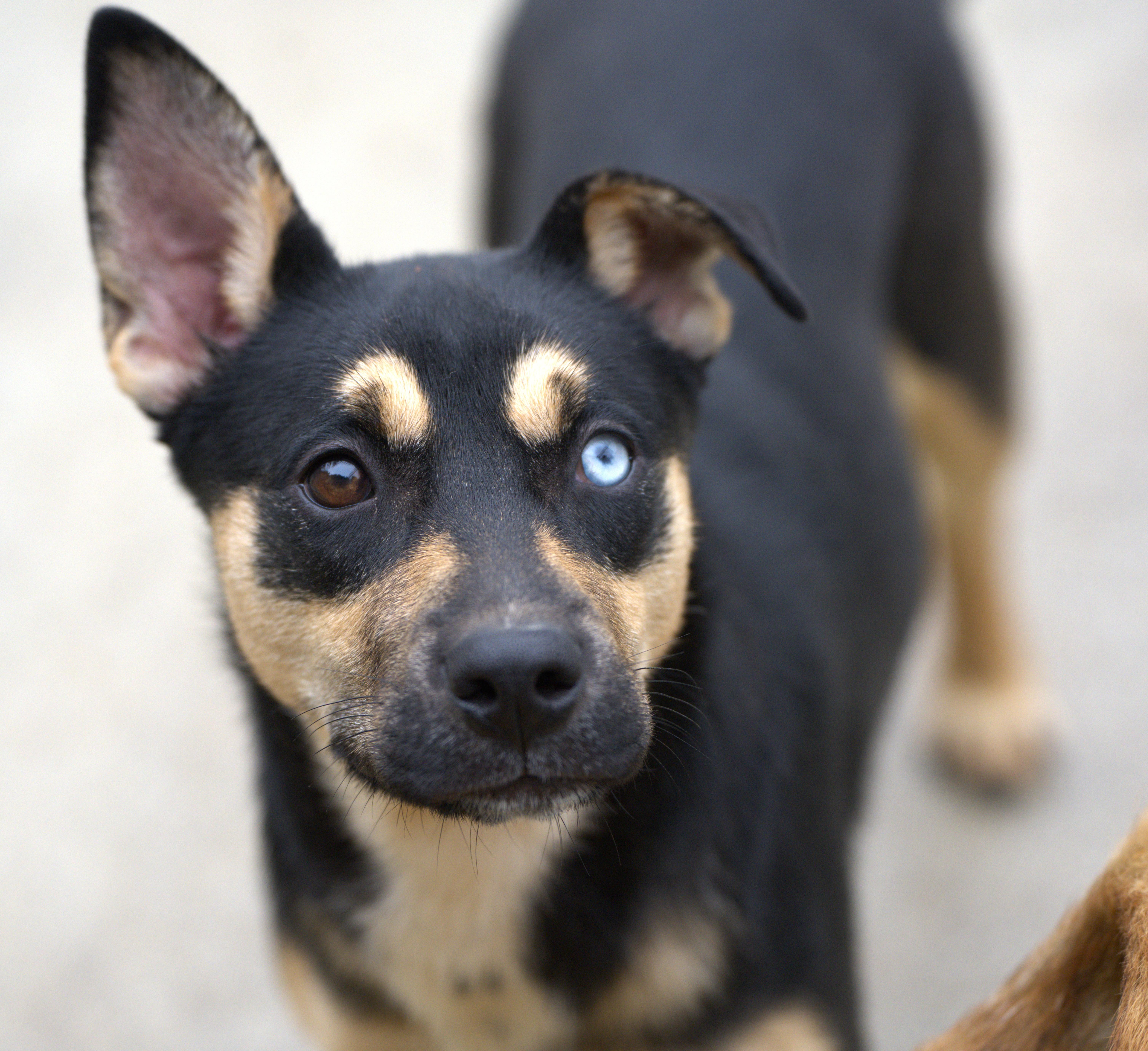 Enlarge Holly, a Adoptable mixed breed in Hoquiam, WA image 1/6