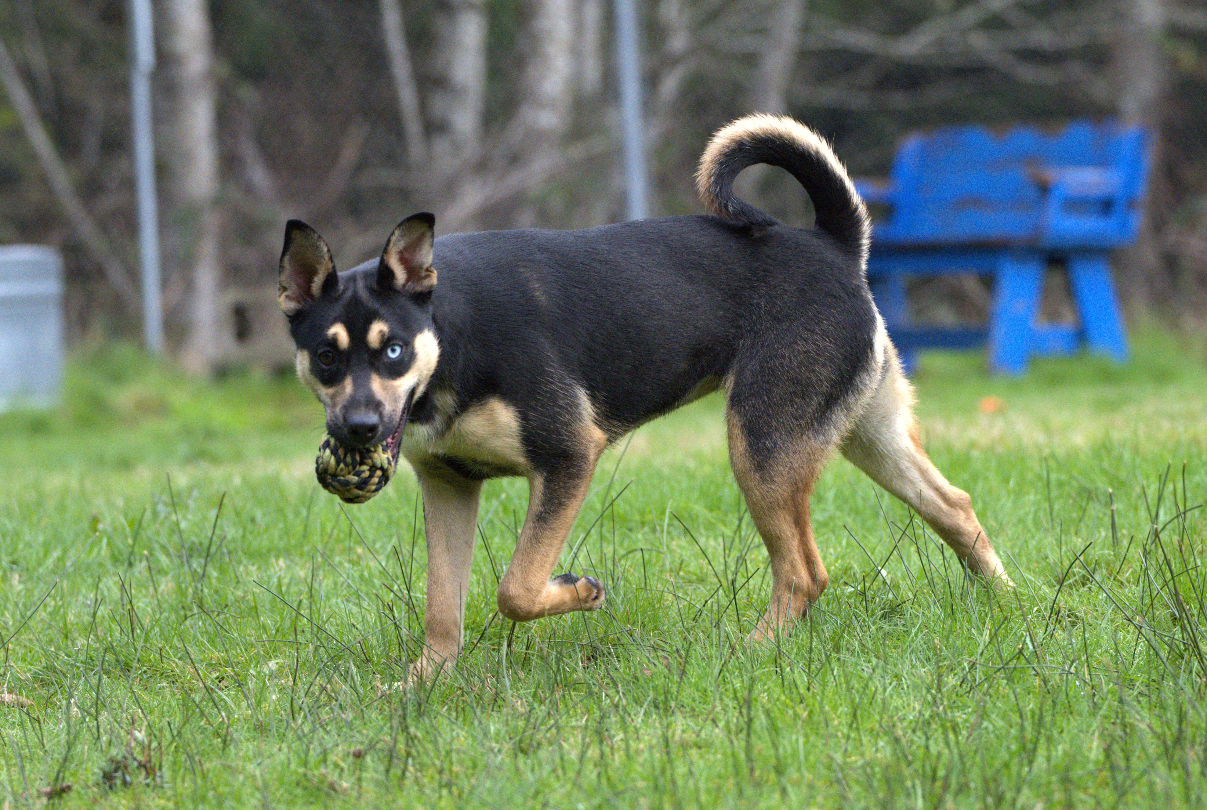 Enlarge Holly (The long game), a Adoptable mixed breed in Hoquiam, WA image 4/6