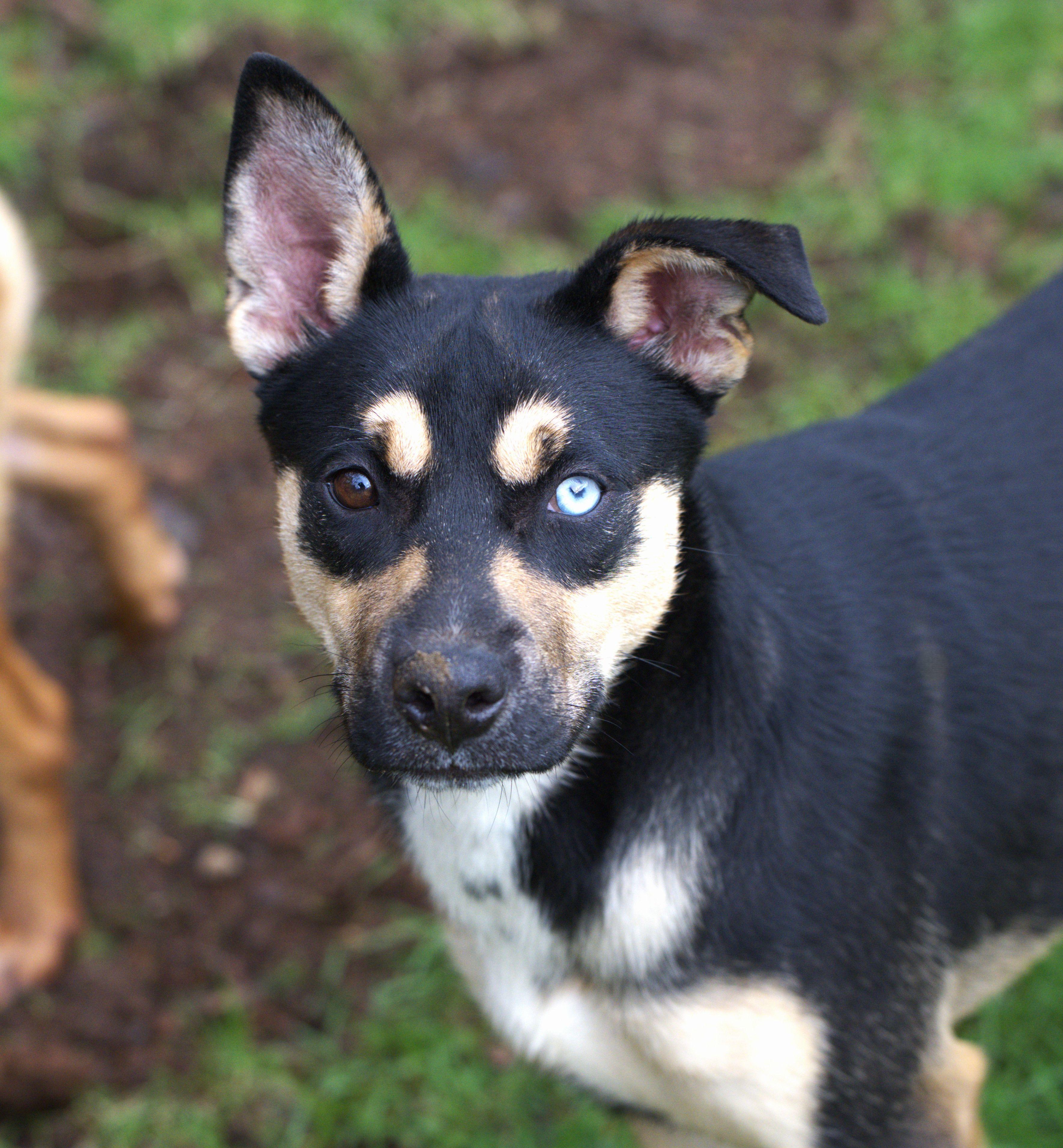 Holly (The long game), Adoptable, Young Female Shepherd.